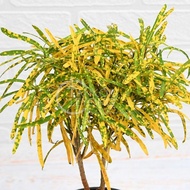 TKL - Outdoor Codiaeum Variegatum Croton Plant (Gold Dust Thin Leaves) 细叶星点木