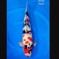 Ikan Koi Import Showa Isa Nisai 65 Bu Dabisa636