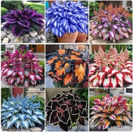 [Supply] Colorful Leaf Jade Hairpin Flower Seed Jade Flower Seed Potted Flower Seed White Crane Flow