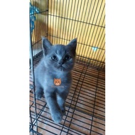 kucing shorthair abu solid mix Persia British