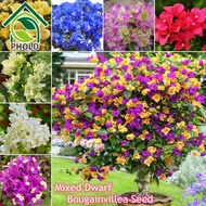 Colorful Dwarf Bougainvillea Flower Seeds for Planting (20 Seeds ) Bougainvillea Pants