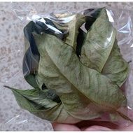 Dried bay leaves
