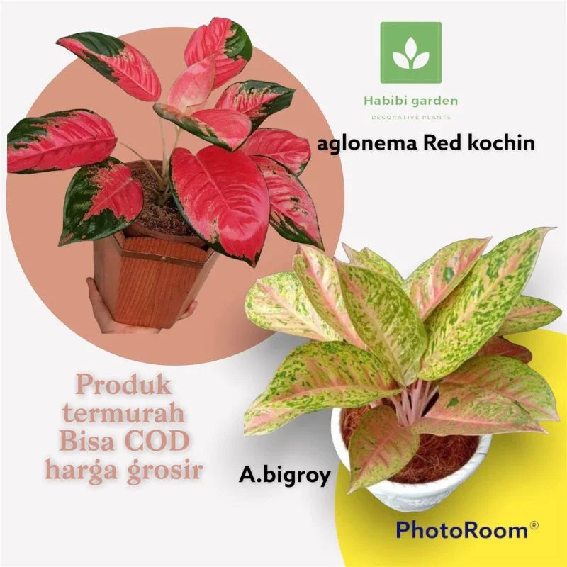 Paket Hemat isi 2 Tanaman aglonema ( Bigroy - red kochin ) Pohon hidup berdaun rimbun