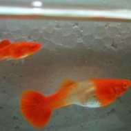 Guppy albino koi red ear (gen king koi)