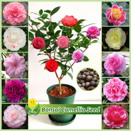 เมล็ดพันธุ์ ดอกเคมีเลีย บอนสี เมล็ดคาเมลเลีย บรรจุ 10เมล็ด Bonsai Camellia Flower Seeds บอนไซ เมล็ดด