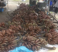 Malaysia Stock Benih Pisang Udang Merah Raja/Benih Pokok Anak Pisang Kepala