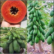 Dwarf papaya seedlings produce 5 fruits