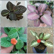 paket 4 tanaman hias gantung beludru/episcia beludru-tanaman hidup-bunga hidup-bunga hias hidup-bunga hidup murah