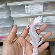 leopard gecko pied female