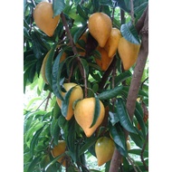 Cây giống Trứng gà siêu quả[ Tên khác: Cây Lê Ki Ma ] [ QUAN THẾ ÂM GARDEN ]