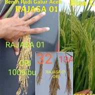 PROMO- BENIH PADI UNGGUL RAJASA 01 BIBIT PADI 5KG DUKBGU 1272HH - TOKO TANAM TANAM 01