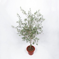 Olive Tree/Live Plan