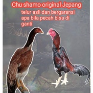 telur ayam Bangkok Chu shamo original asli