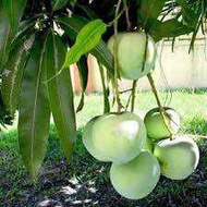 1kg buah mangga epal muda sedap cicah kuah kicap belacan fast ship out
