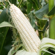 Biji Benih Jagung Putih Susu Manis -20seeds  /White Sweet Corn白糯香甜玉米籽