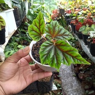 tanaman hias begonia rex walet brevirimosa