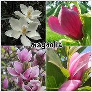 Pokok magnolia little gem, heaven scent, verbanica, purple, pink