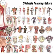 KMV 53 Sheets/Bag Human Anatomy Body Stickers - For Suitcase, Cabinet, Notebook Decor- Creative Cart