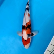 Koi Ikan Koi Import Showa Isa Jumbo Tosai 23 Alyashop243