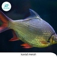 IKAN KAVIAT/KAFIAT/KAPIAT MERAH BESAR,COCOK UNTUK TANKMATE PREDATOR, IKAN HIAS, AIR TAWAR