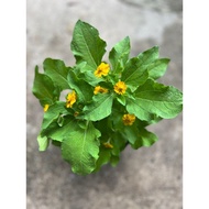 Butter Daisy Yellow Flower tahan panas