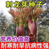 Hot-selling Instant Thorn Dragon Sprout Seed Thorn Dragon Sprout Seed Thorn Old Sprout Mountain Wild
