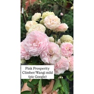 Ownroot Rose Id Pink Prosperity - Climber, Wangi mild (pic 31Jul)