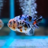 " Koki Ranchu Sapi Original 100% Kualitas A1 6-7-8cm (J&amp;T/JNE)