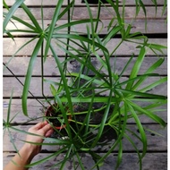 Cyperus alternifolius/ Pokok Akuatik/ Umbrella Papyrus dwarf/pond plant/water plant/aquatic plant