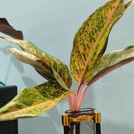 ☍✁❧AGLAONEMA DIFFERENT VARIETIES