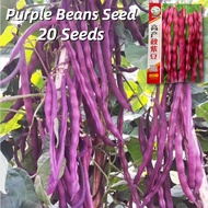 Yield Purple Beans Seeds (20 Seeds) Dwarf French Bean Seeds F1 Vegetable Seeds Early Ripening Purple