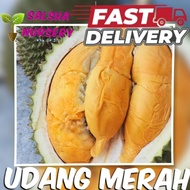 🔥💥 Pokok Durian UDANG MERAH D175 ang hae  pokok durian rendah
