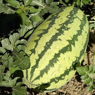 เมล็ดพันธุ์ แตงโมจูบิลี่ (Jubilee Watermelon Seed) บรรจุ 20 เมล็ด คุณภาพดี ราคาถูก ของแท้ 100%