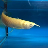 ikan arwana silver albino