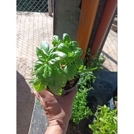 HERBAL GREAT BASIL BASIL