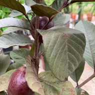 Limited live purple guava with flowers . Edible . Ornamental colored leaves . Fruits taste and smell very very nice .