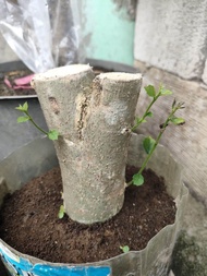 Bahan Bonsai Serut "Bonggol Besar"