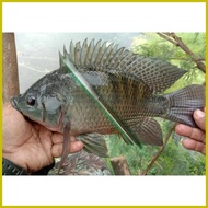 ☍ ۩ ∈ Stainless Tiksay Fishing Dart