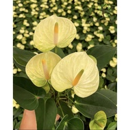 Berjaya Plant Nursery - Anthurium(Pokok Bunga Hidup/Pokok Hiasan Dalam Rumah/Real Live Indoor Plant)