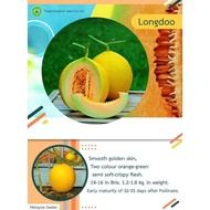 Premium Golden Melon Long Doo ( F1 Hybrid Melon Seeds)