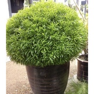 Anak pokok Tong emas(puding bihun) Euodia Cultivar Rutacea Aralia Golden ball live plant