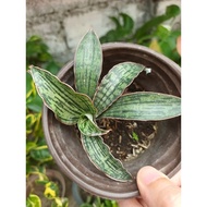 Cleopatra snake plant