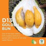 ANAK POKOK DURIAN UDANG MERAH D13(GOLDEN BUN)