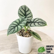 Tanaman Hias Alocasia Dragon Silver - Alocasia Silver Dragon