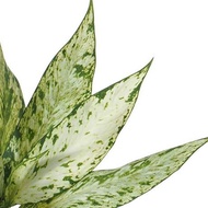 Aglaonema Evergreen, Chinese Evergreen (0.3m) in ceramic pot