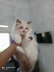 Kucing persia kitten persia kucing ragdoll