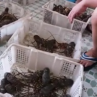 Terlaris Baby lobster Hidup (live) seafood