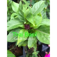 🌱 Selasih /Basil / Selaih Thai/ Italian Basil / Lemon Basil/ Dark Opal / Red Rubin / Lime basil / Tu