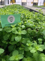 新界水耕種植 - 香港菜園 - 新鮮薄荷葉 (100G)