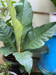 Induk tanaman anthurium hookeri / anthurium kobra